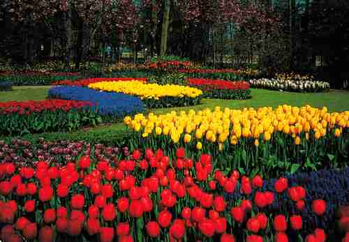 NETHERLANDS HOLIDAY FUN FACTS visual data 7