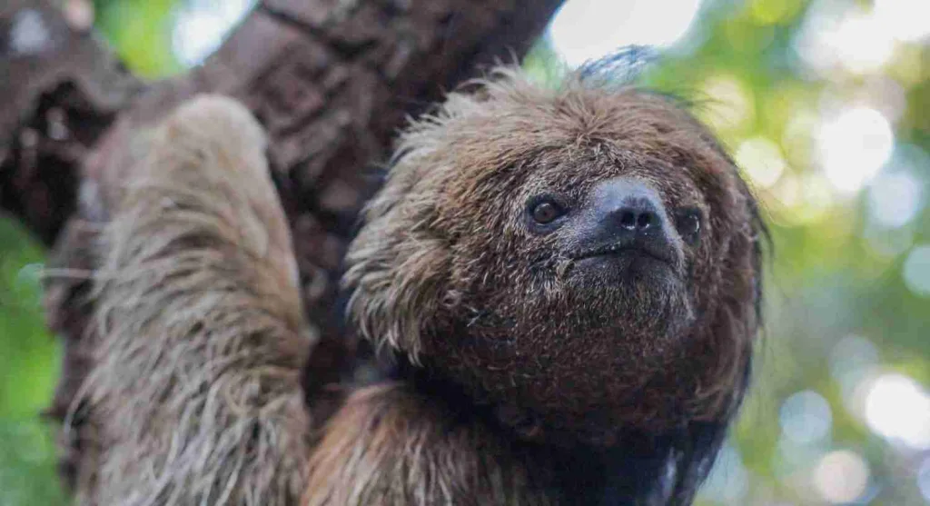 22 Fun Facts About Sloths | Silent Hanging Charms 1 sloths, fun facts about sloths
