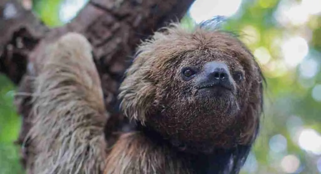 sloths, fun facts about sloths