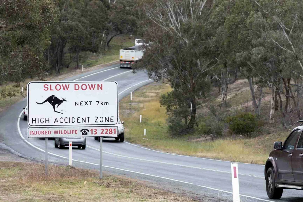 22 Fun Facts About Kangaroos | Hopping Pouches 3 australia