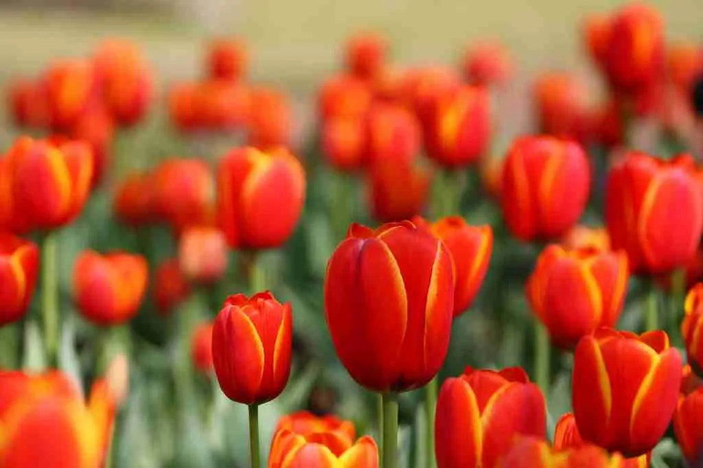 23 Fun Facts About Netherlands | Land of Surprises 4 Tulips: fun facts about Netherlands