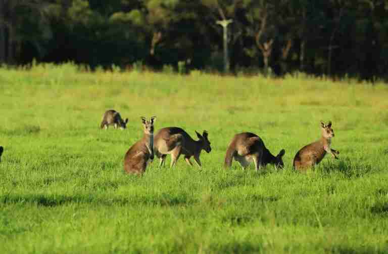 fun facts about Kangaroos