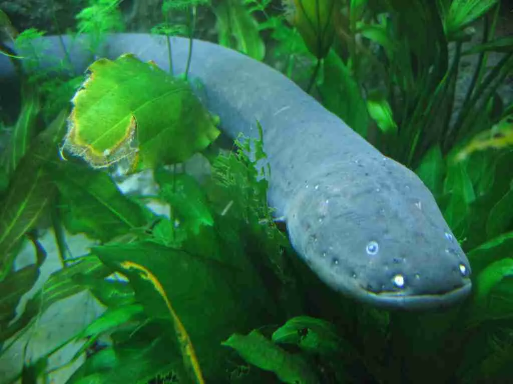 23 Fun Facts About Fish | Under Water Secrets 3 Electric eels