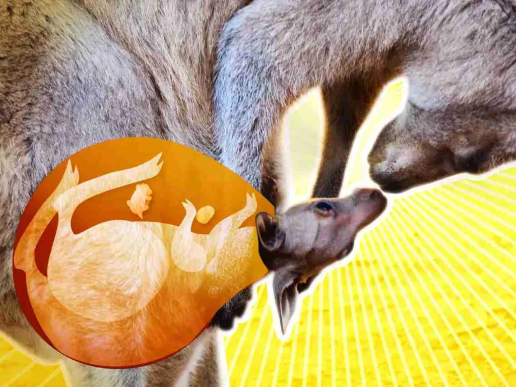 22 Fun Facts About Kangaroos | Hopping Pouches 4 fun facts about Kangaroos