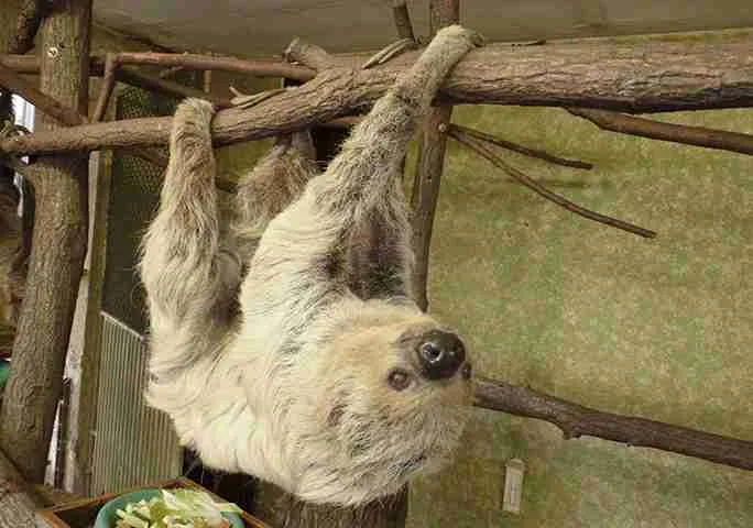 22 Fun Facts About Sloths | Silent Hanging Charms 4 fun facts about sloths