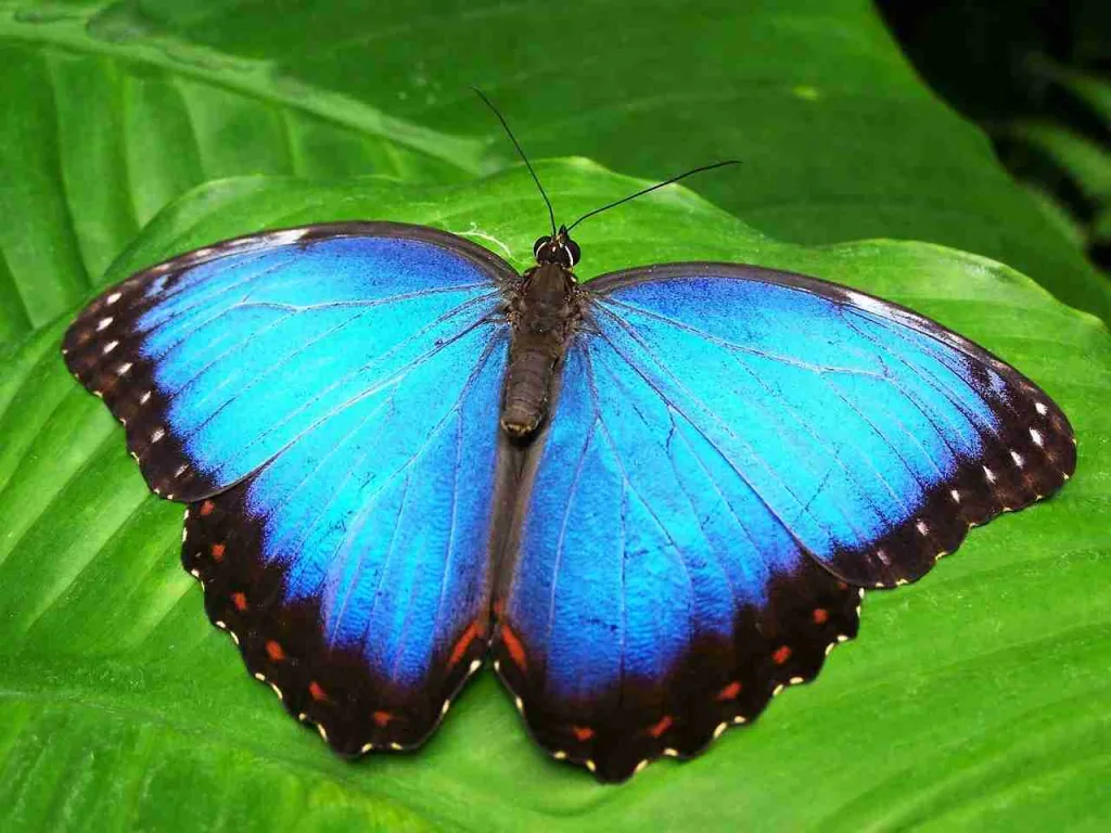 27 Fun Facts About Costa Rica | This Will Shock You 1 butterfly, insect, animal : Fun Facts About Costa Rica