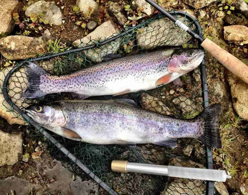25 Facts About Rainbow Trout You Need to Know 5 trout, rainbow, fish