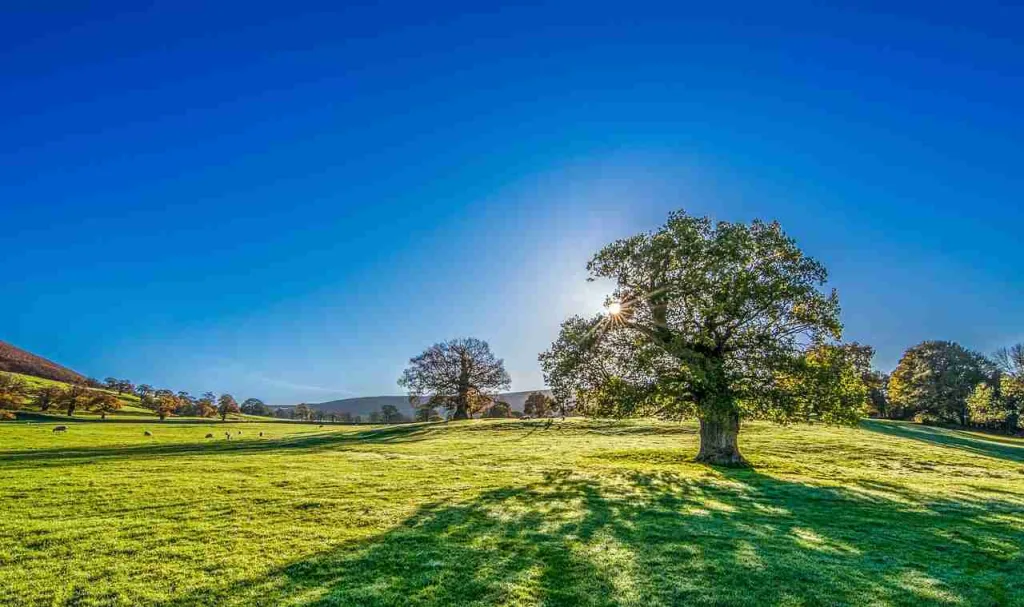 25 Fun Facts About The Sun | The Dying Star 2 tree, sun, sunshine