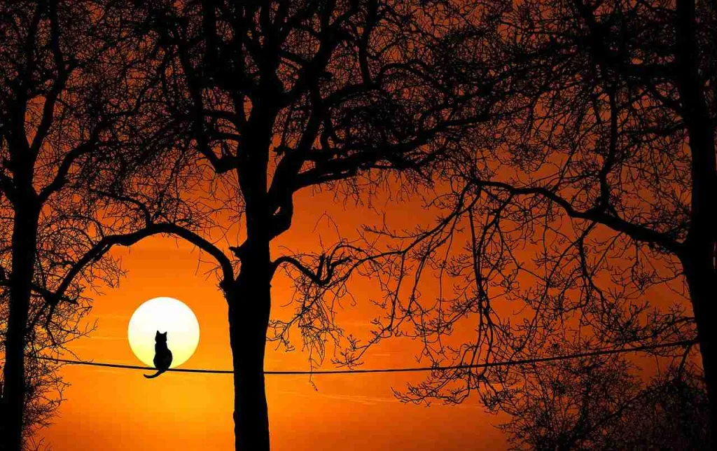 25 Fun Facts About The Sun | The Dying Star 1 tree, pet, cat