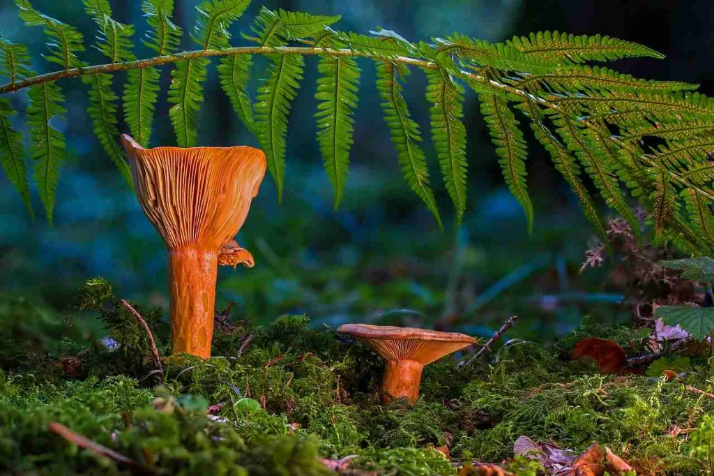 27 Fun Facts About Costa Rica | This Will Shock You 2 mushrooms, ferns, moss