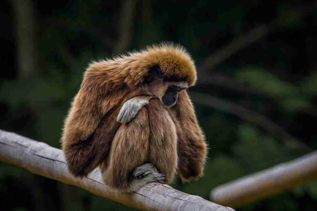 27 Fun Facts About Costa Rica | This Will Shock You 4 gibbon, monkey, primate