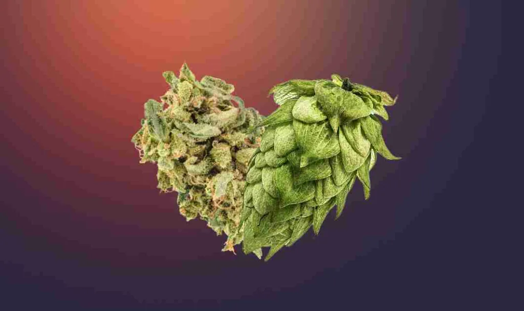 22 Fun Facts About Weed | Puff, Puff, Past 4 fun facts about weed
