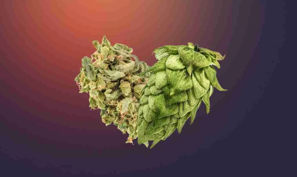 22 Fun Facts About Weed | Puff, Puff, Past 6 fun facts about weed