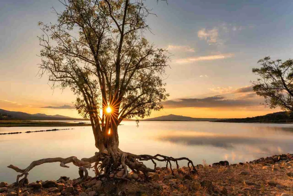 25 Fun Facts About The Sun | The Dying Star 3 tree, sunrise, sun