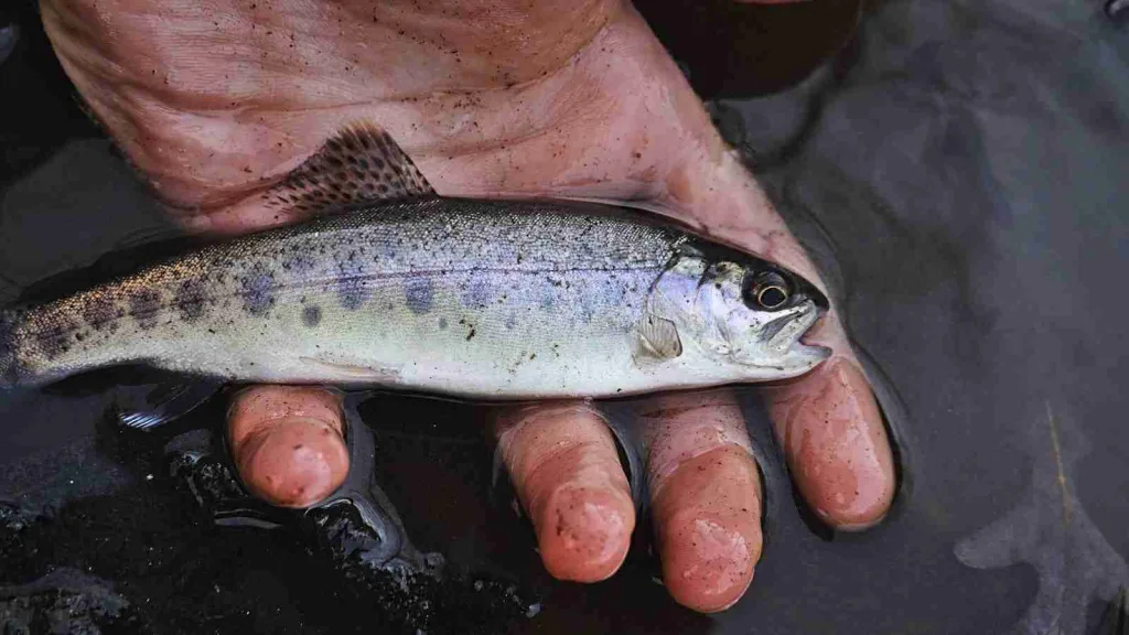 25 Facts About Rainbow Trout You Need to Know 1 close up photo of fish on person's palm