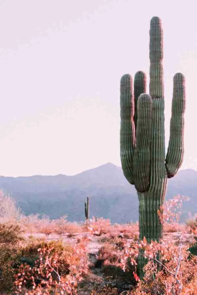 24 Fun Facts About Arizona | The Secret's Out 2 cactus plant beside orange leafed plant