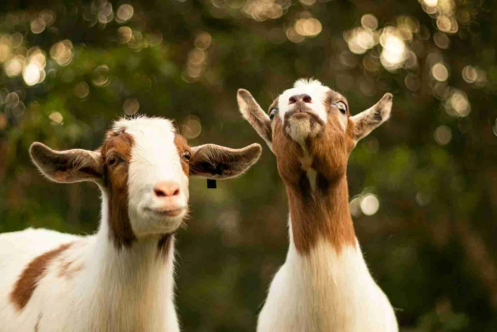 24 Fun Facts About Animals That Will Blow Your Mind 3 brown and white goats