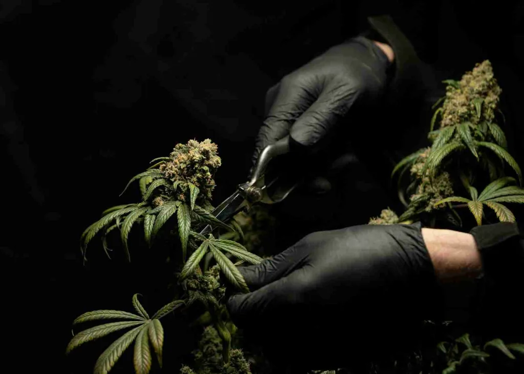 22 Fun Facts About Weed | Puff, Puff, Past 3 fun facts about weed