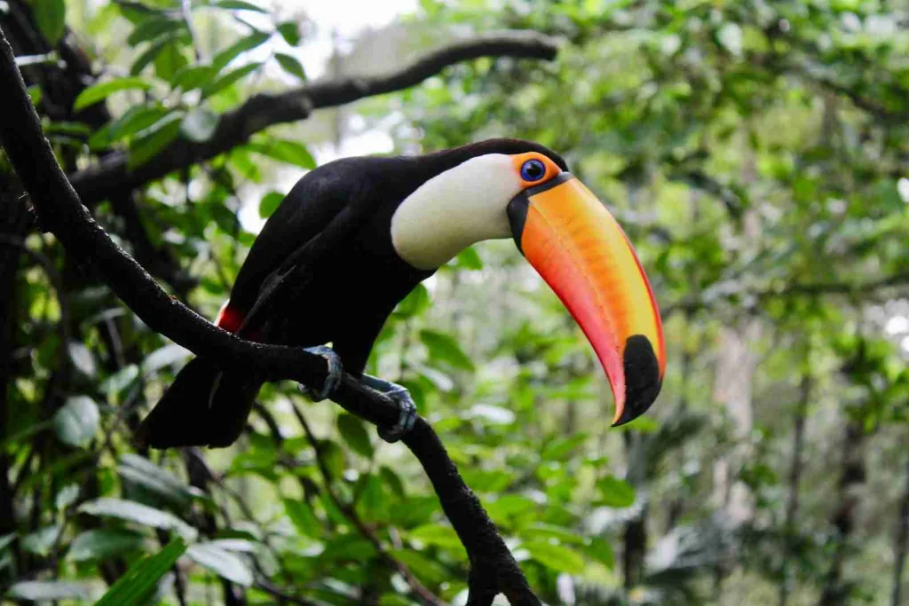 25 Interesting Facts About Toucans That You Didn't Know 2 black and white bird
