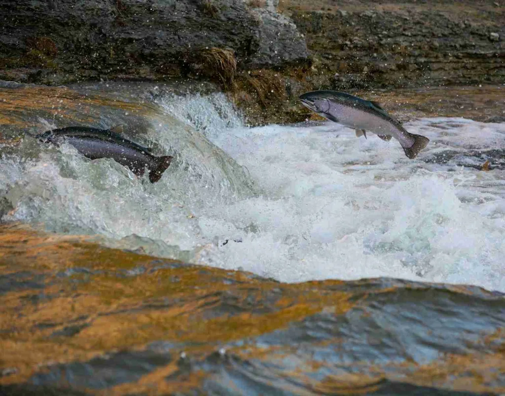 25 Facts About Rainbow Trout You Need to Know 2 Colorful flash on a gray fish (rainbow trout) in daytime water. Discover facts about rainbow trout.