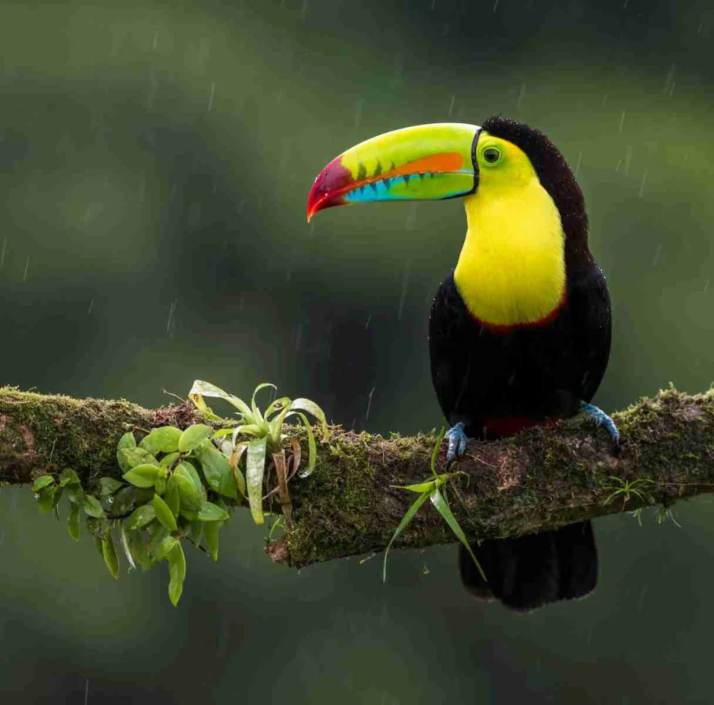 27 Fun Facts About Costa Rica | This Will Shock You 3 black and yellow bird on branch