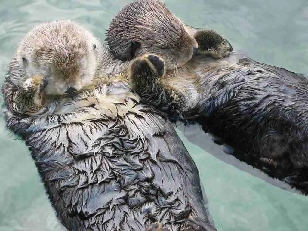 24 Fun Facts About Animals That Will Blow Your Mind 2 Sea otters holding hands