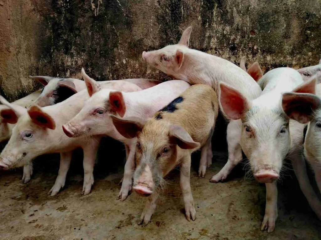 white pigs on brown wooden fence during daytime