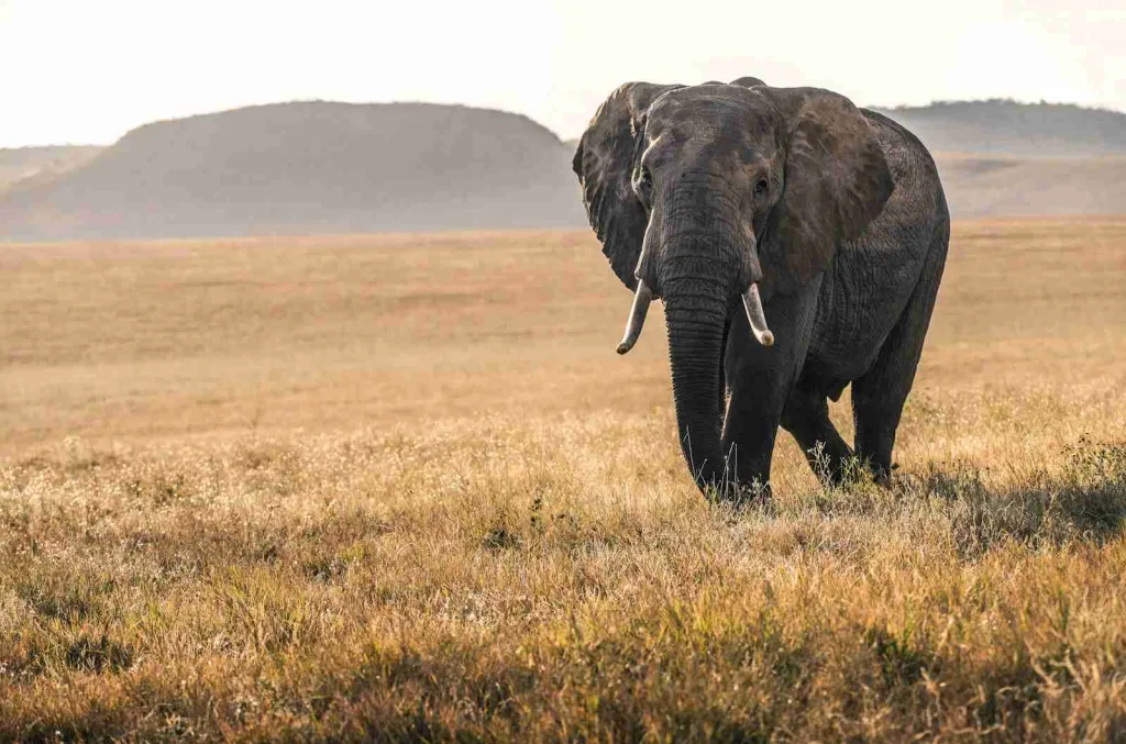24 Fun Facts About Animals That Will Blow Your Mind 5 Discover fascinating fun facts about animals with this captivating image of an elephant in day time on a grass walking