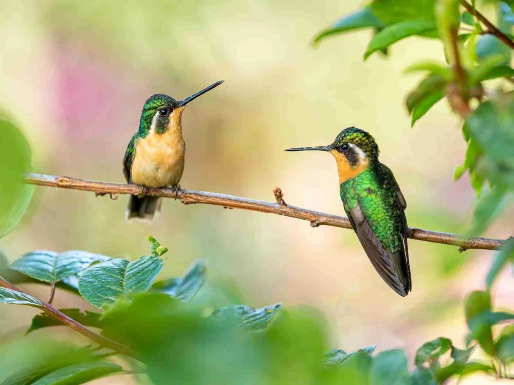 24 Fun Facts About Animals That Will Blow Your Mind 4 green and brown humming bird