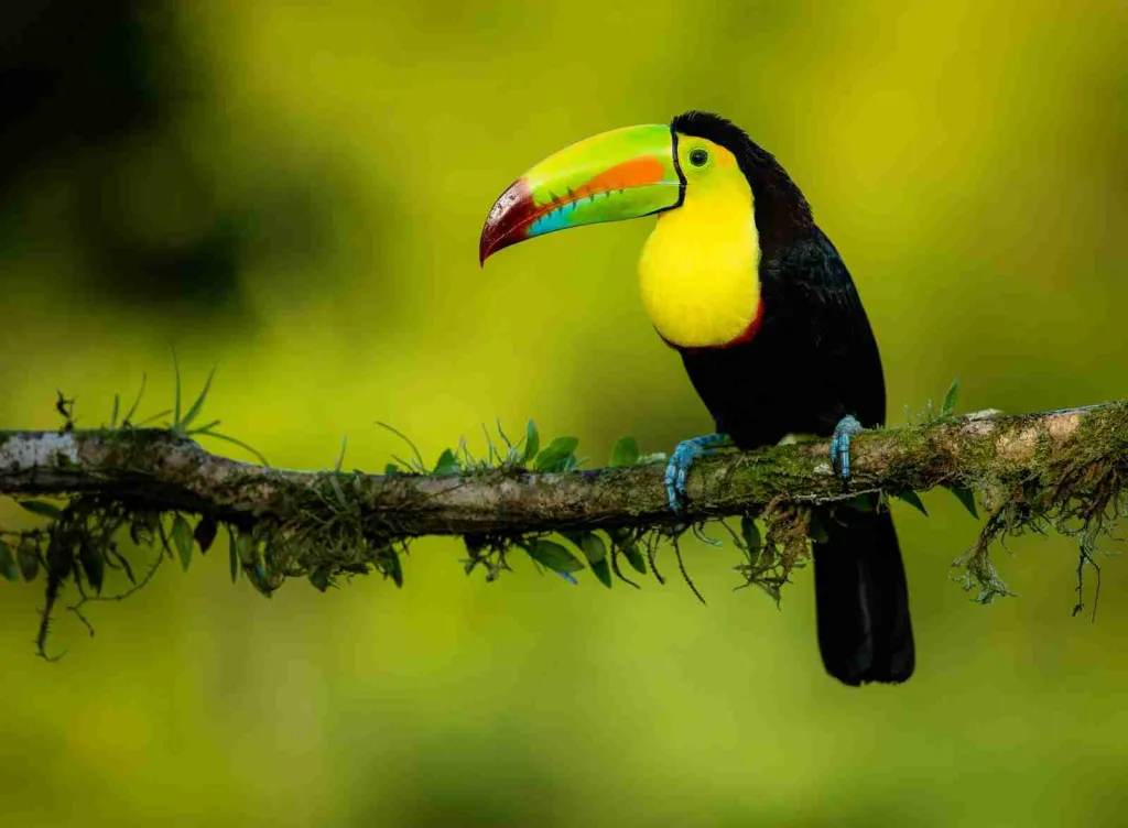 25 Interesting Facts About Toucans That You Didn't Know 3 black yellow and red bird on brown tree branch