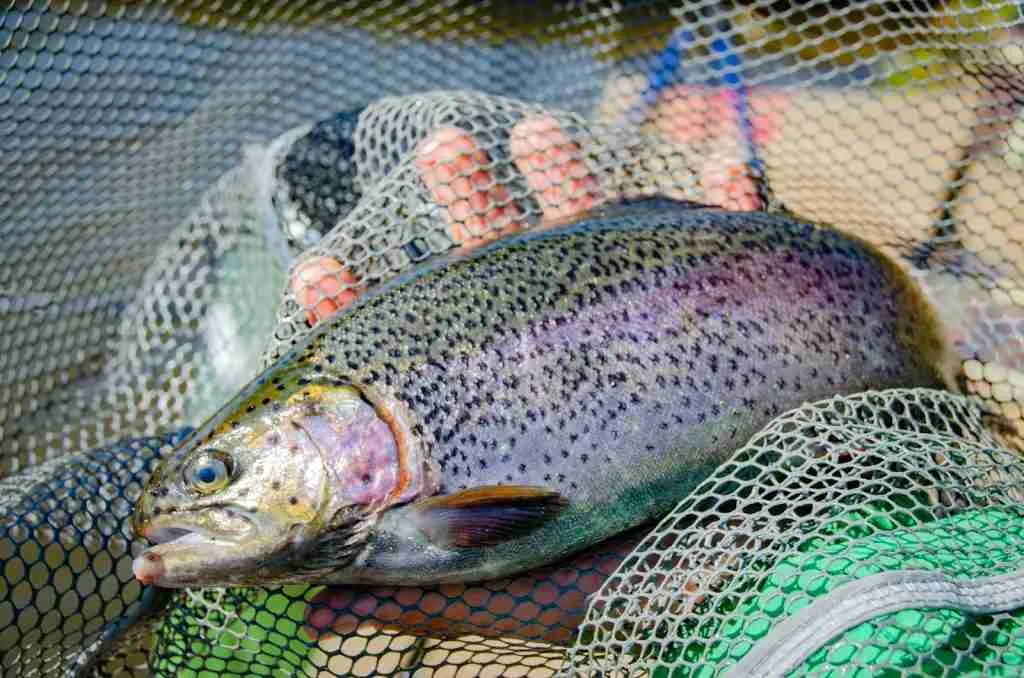 25 Facts About Rainbow Trout You Need to Know 6 person holding gray and pink fish