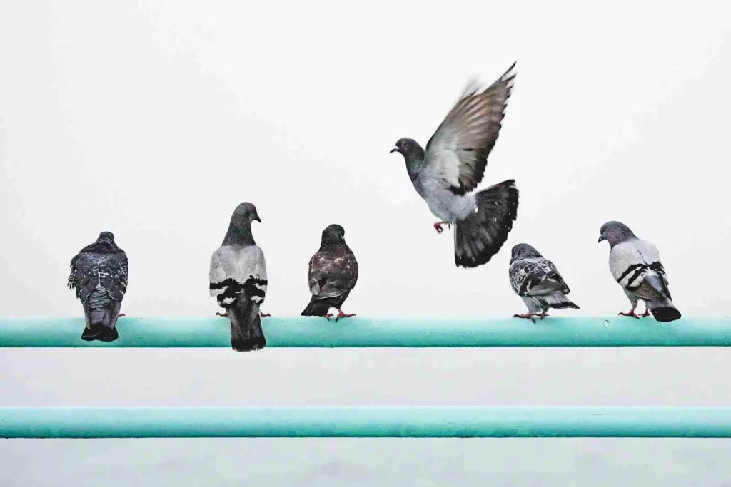 24 Fun Facts About Animals That Will Blow Your Mind 1 five pigeons perching on railing and one pigeon in flight