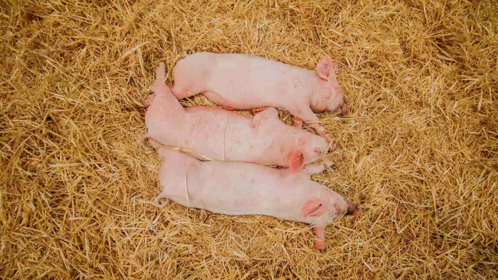 white pig on brown grass: fun facts about Pigs