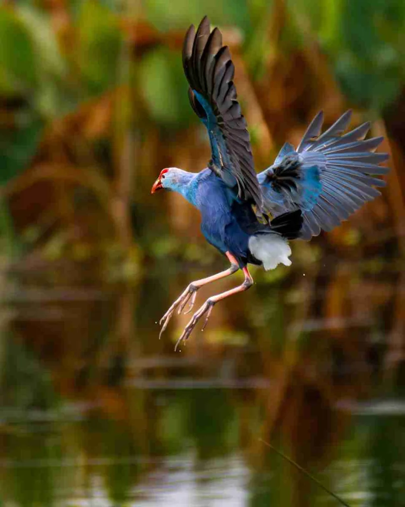 22 Fun Facts About Delaware You Won't Believe 3 Blue Hen Chicken
