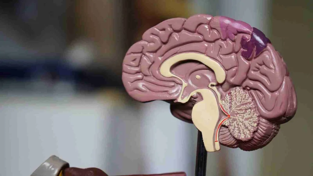 23 Fun Facts About People | What Makes Us Unique 2 brown brain decor in selective-focus photography