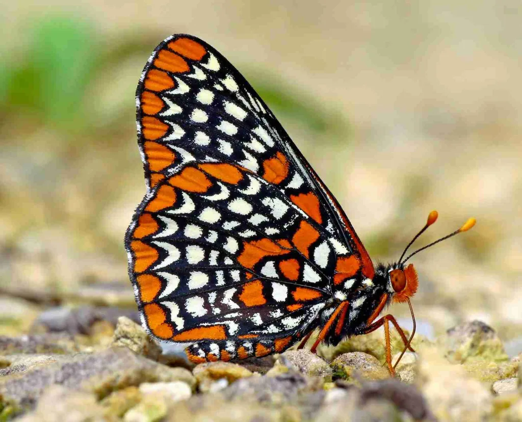 23 Fun Facts About Maryland | Heart of American History 3 a close up of a butterfly on the ground