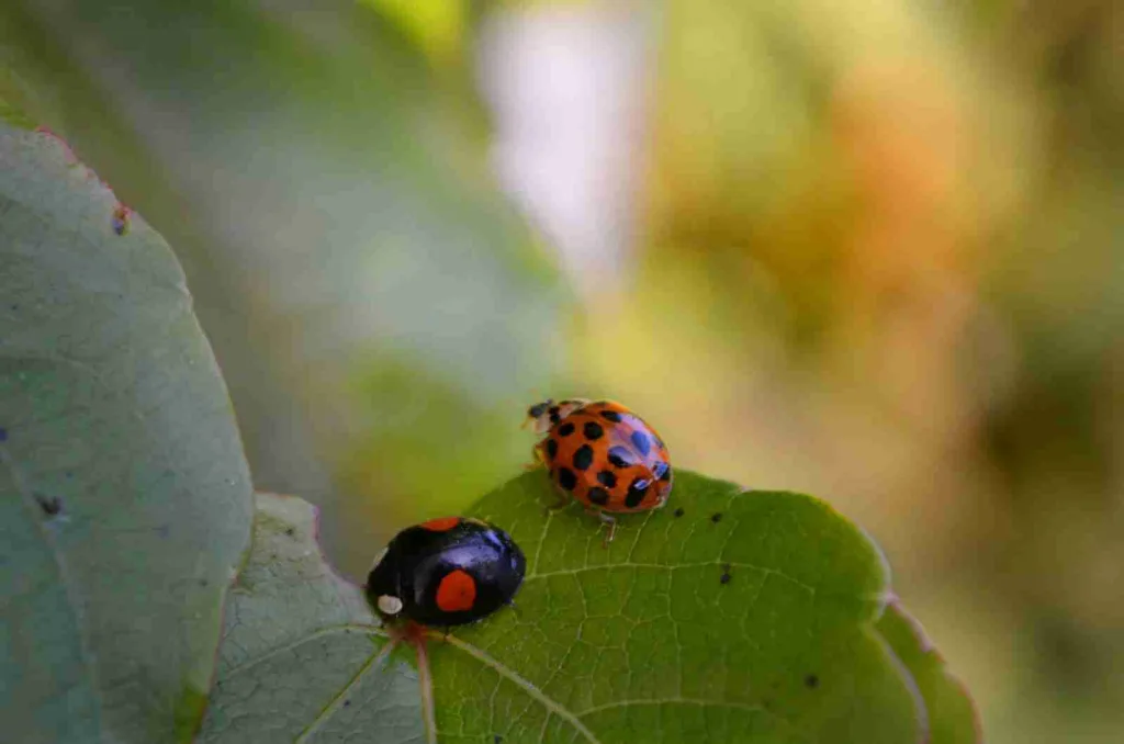23 Fun Facts About Insects | You’ll Love It! 2 red and black ladybug on green leaf in close up photography during daytime