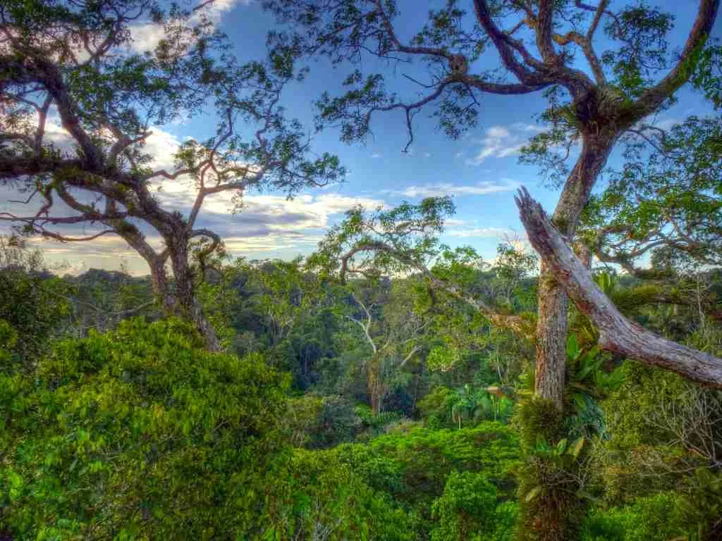 31 Fun Facts About Ecuador | High Life in the Clouds 6 Yasuni National Park
