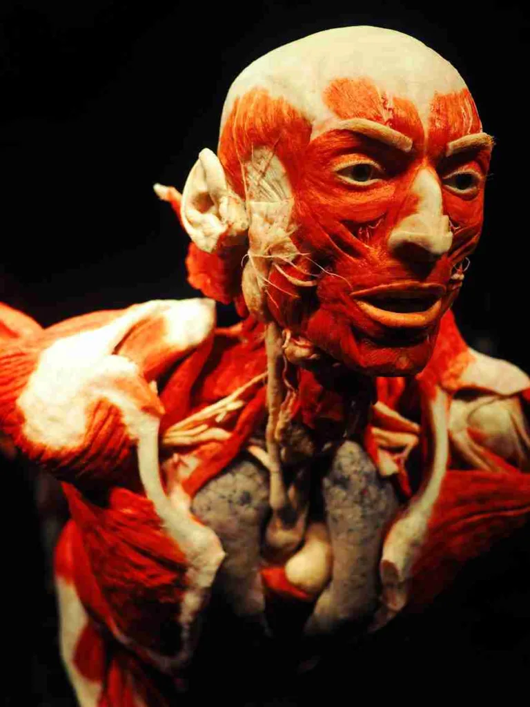 23 Fun Facts About People | What Makes Us Unique 4 anatomy of man with black background