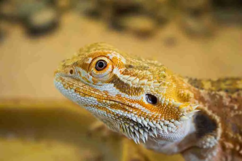 24 Fun Facts About Bearded Dragons | Quirky Behaviors Revealed 5 yellow and brown bearded dragon