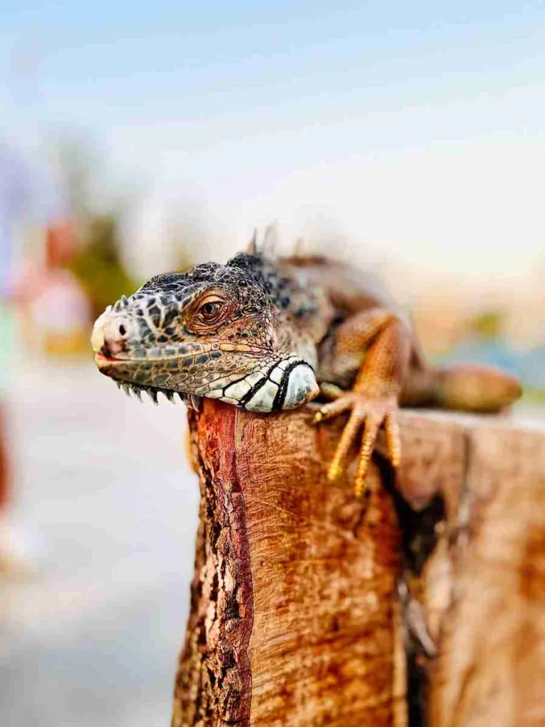 24 Fun Facts About Bearded Dragons | Quirky Behaviors Revealed 4 a close up of a lizard on a wooden fence