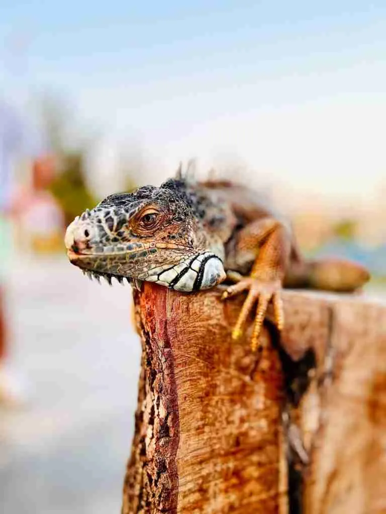 24 Fun Facts About Bearded Dragons | Quirky Behaviors Revealed 6 a close up of a lizard on a wooden fence