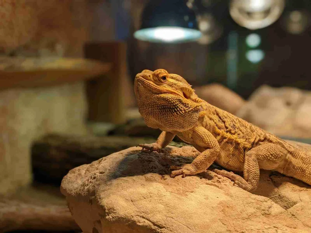 24 Fun Facts About Bearded Dragons | Quirky Behaviors Revealed 2 a close up of a lizard on a rock