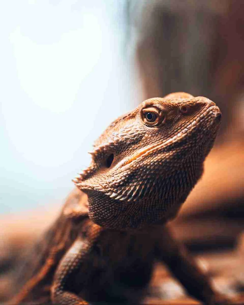 24 Fun Facts About Bearded Dragons | Quirky Behaviors Revealed 5 brown bearded dragon in tilt shift lens