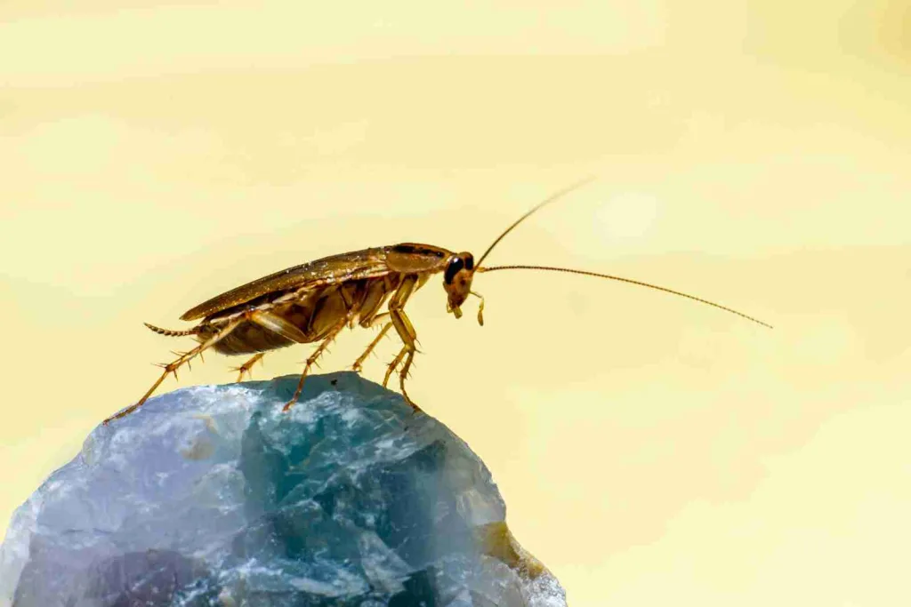 23 Fun Facts About Insects | You’ll Love It! 4 a close up of a bug on a rock