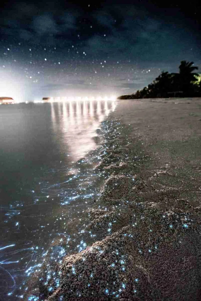 23 Fun Facts About Insects | You’ll Love It! 1 beach shore
