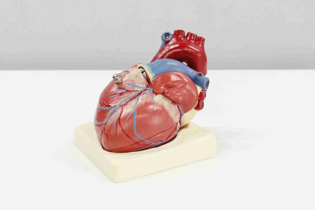 24 Fun Facts About Calcium | Important Facts You Need 5 a model of a human heart on a white surface