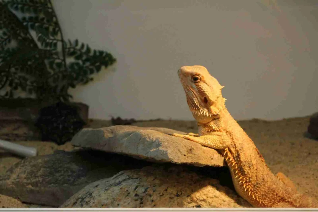 24 Fun Facts About Bearded Dragons | Quirky Behaviors Revealed 1 a close up of a lizard on a rock
