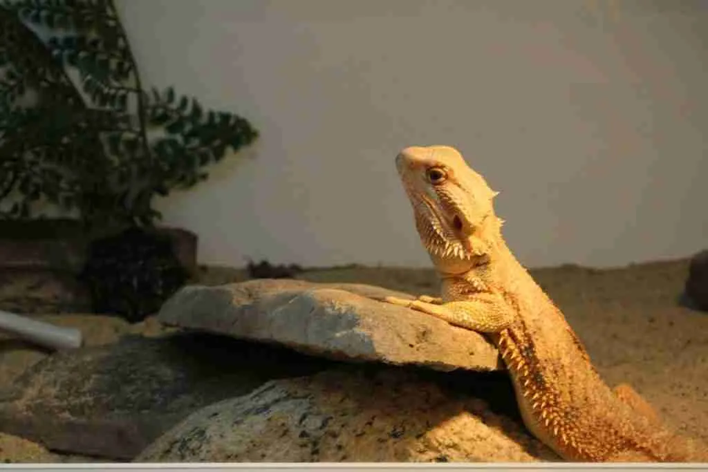 24 Fun Facts About Bearded Dragons | Quirky Behaviors Revealed 3 a close up of a lizard on a rock
