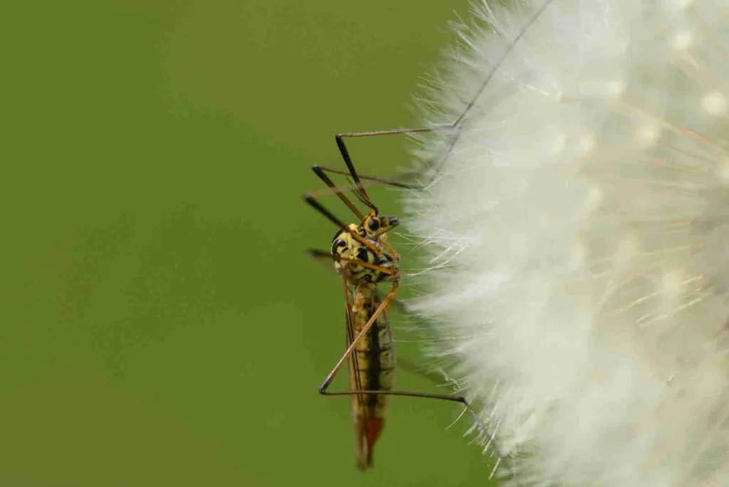 23 Fun Facts About Insects | You’ll Love It! 3 a close-up of a bug
